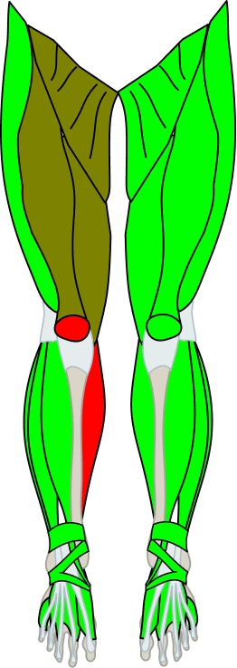 Baseline muscle analysis