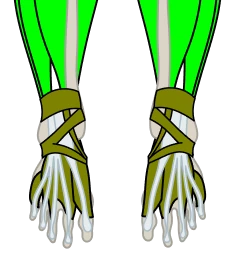 Recovered muscle analysis