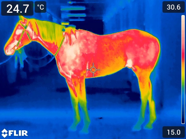 ai4animal  thermal scan